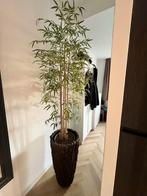 Zijde kunststof bamboe plant in exclusieve boomschorspot, Ophalen, 200 cm of meer, Overige soorten, Halfschaduw