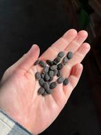 Luffa ofwel loofah zaadjes, Tuin en Terras, Bloembollen en Zaden, Ophalen of Verzenden, Voorjaar, Halfschaduw, Zaad