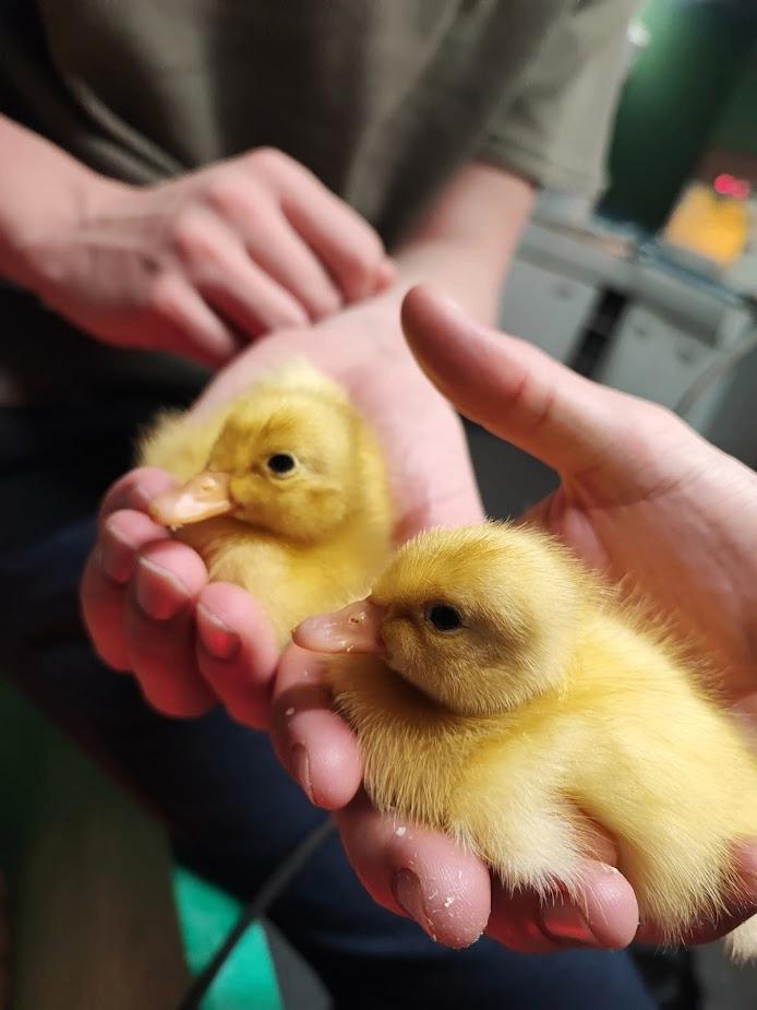 [TIJDELIJK] Indische Loopeend kuikens! (Prijs verlaagd), Dieren en Toebehoren, Meerdere dieren, Eend