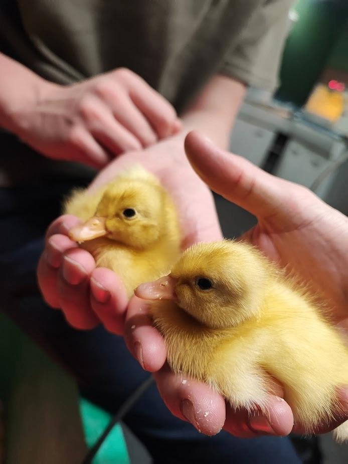 [TIJDELIJK] Loopeend kuikens!, Dieren en Toebehoren, Pluimvee, Eend, Meerdere dieren