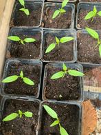 Paprikaplantjes, Ophalen, Eenjarig, Groenteplanten, Volle zon