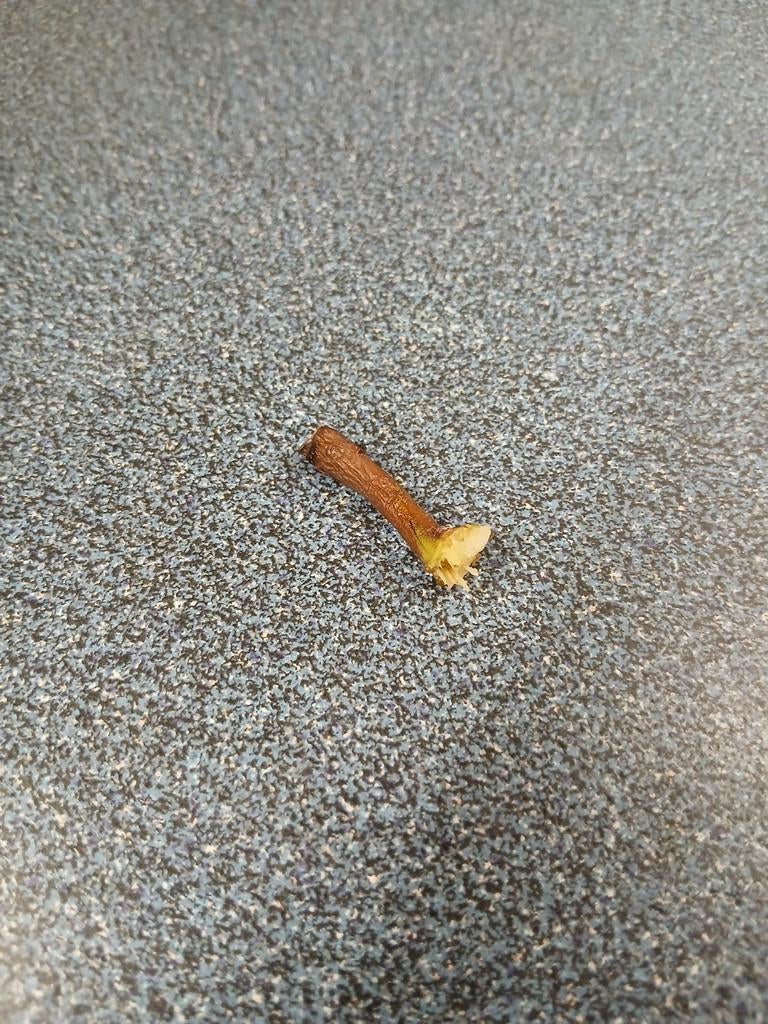 Peren stokje, Ophalen, Staal