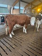 Drachtige hereford koe te koop, Dieren en Toebehoren, Runderen, Vrouwelijk