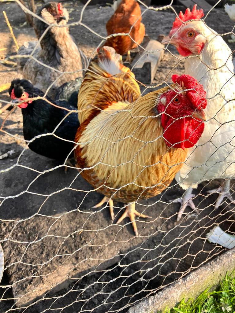 Gratis haan, Mannelijk, Kip