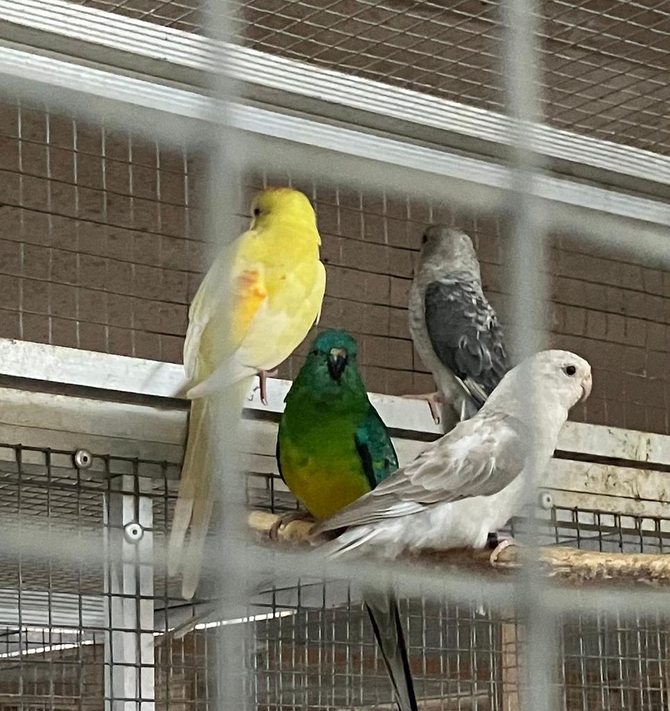 Roodrug parkieten, Meerdere dieren, Parkiet, Geringd