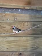 2 spitsstaart amadines, Dieren en Toebehoren, Meerdere dieren, Geringd