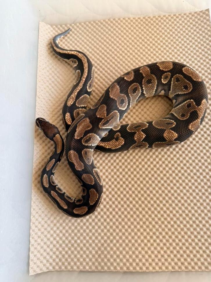 Koningspython Ball Python - male for sale from Nettie