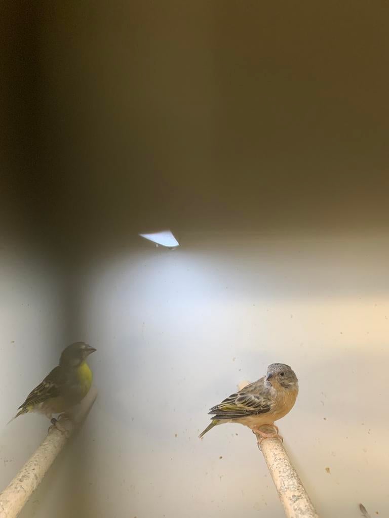 citroen edelzangers, Dieren en Toebehoren, Vogels | Kanaries, Meerdere dieren, Kleurkanarie