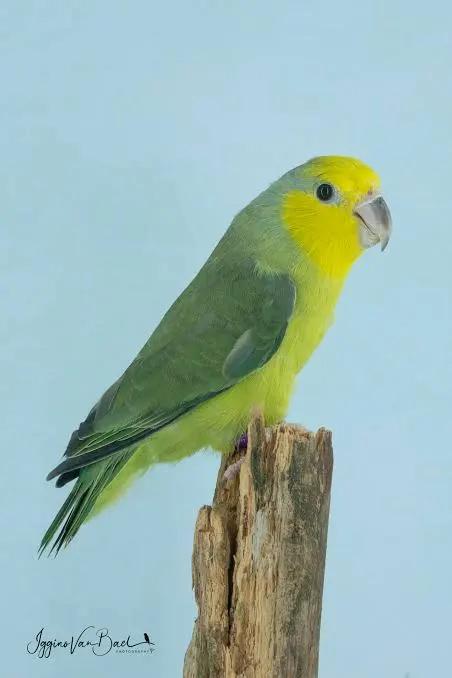 Forpus xanthops gezocht, Dieren en Toebehoren, Vogels | Parkieten en Papegaaien, Meerdere dieren, Dwergpapegaai of Agapornis, Geringd
