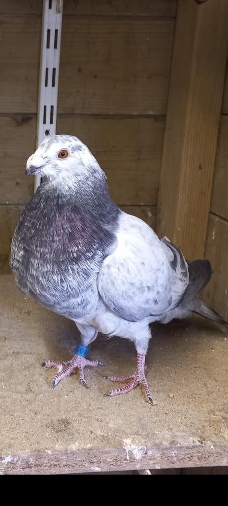 Valenciano Kropper, Mannelijk, Kropper