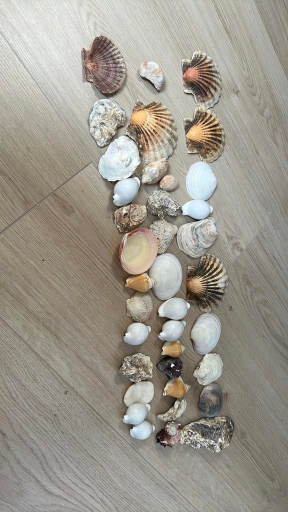 Diverse schelpen, Ophalen of Verzenden, Schelp(en)