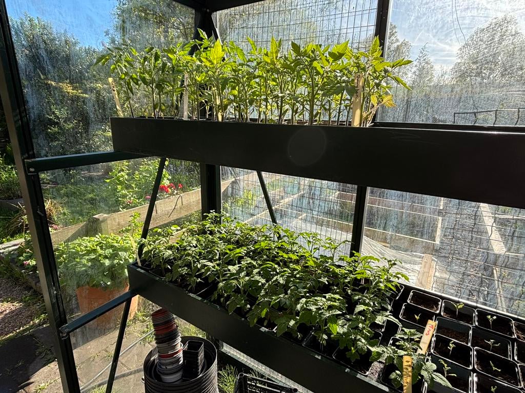 Diverse soorten tomaten planten, Ophalen, Eenjarig, Groenteplanten, Volle zon