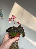 Begonia black mamba, plantje uit stek, Ophalen of Verzenden, Halfschaduw, Minder dan 100 cm