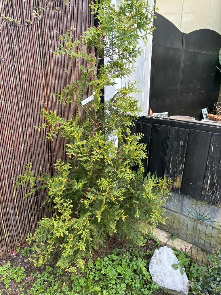 Conifeer, Ophalen, Bloeit niet, Halfschaduw, Overige soorten