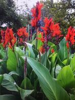 Wortelstok Canna, bloemriet, groene bladeren, rode bloemen., Tuin en Terras, Planten | Tuinplanten, Volle zon, Vaste plant, Zomer