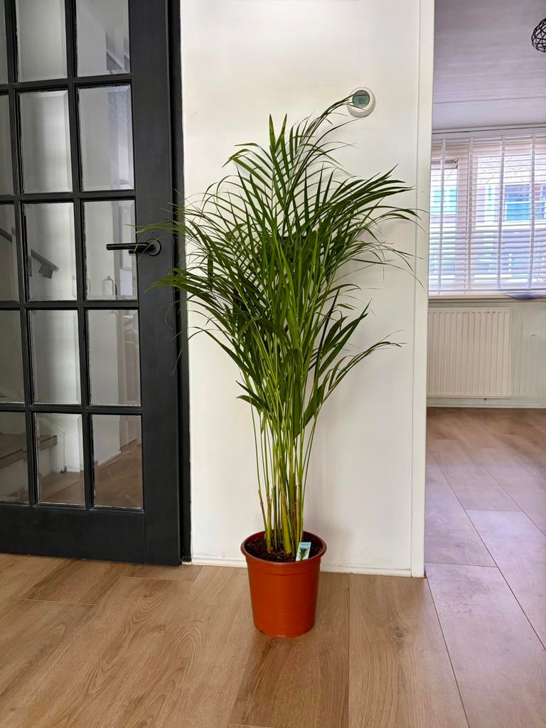 Palm 135cm hoog, Ophalen, Halfschaduw, Minder dan 100 cm