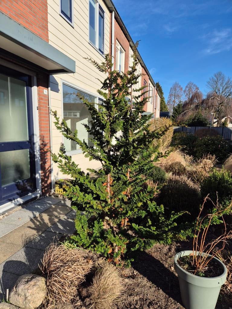 Conifeer, Tuin en Terras, Planten | Bomen, Ophalen, Bloeit niet, Halfschaduw, Overige soorten