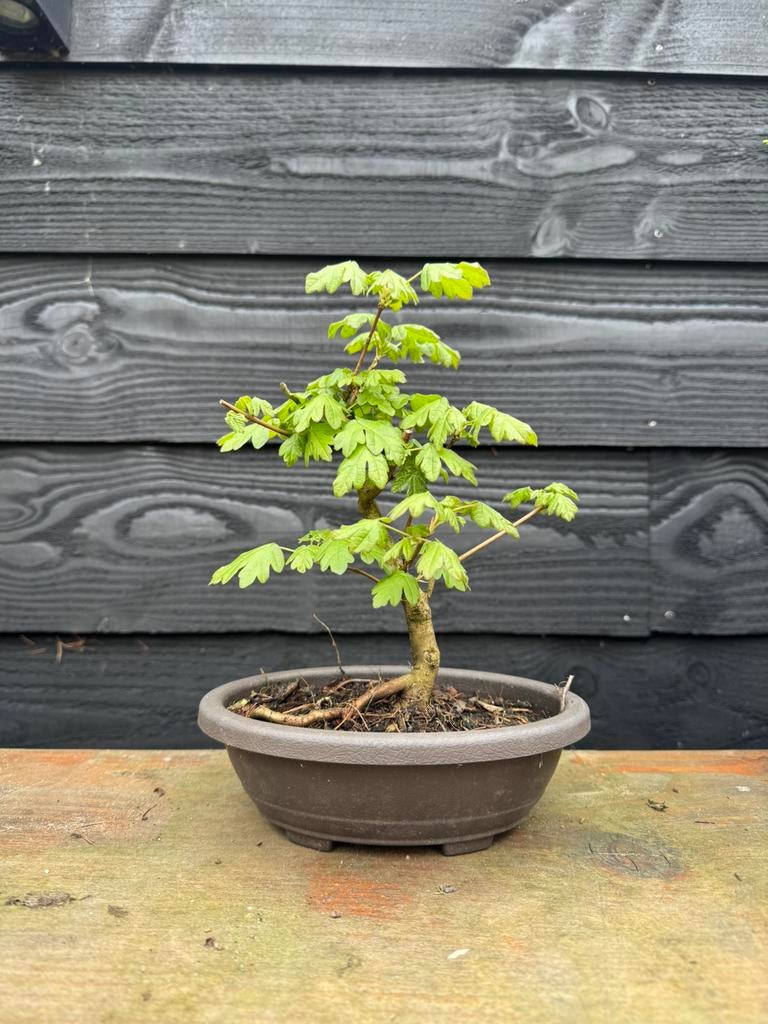 Shohin bonsai veldesdoorn, Tuin en Terras, Bloeit niet, Halfschaduw, Minder dan 100 cm, Overige soorten