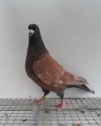 Postduif kleurpostduif kleurpostduiven, Dieren en Toebehoren, Mannelijk, Postduif