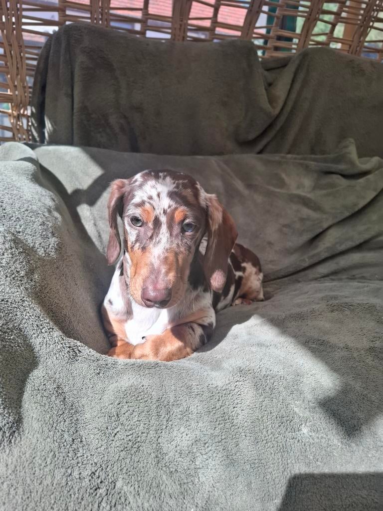 te koop mooie 2 choco merle en 1 choco tan teckel pup, Dieren en Toebehoren, Honden | Teckels en Dashonden, Parvo, Standaard, Nederland