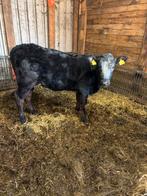 Vleesvee kruisling, Vrouwelijk, 0 tot 2 jaar