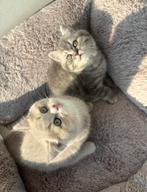 Britse korthaar kittens, Dieren en Toebehoren, Katten en Kittens | Raskatten | Korthaar, Kater, Ontwormd, 0 tot 2 jaar