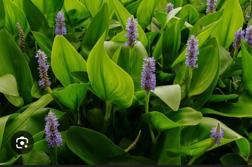 Vijverplanten, Tuin en Terras, Vijvers, Ophalen, Nieuw