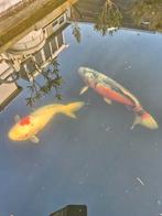 4 mooie grote koi karpers, Karper of Koi