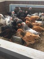 Krielkippen:Wyandotte-Sussex-Barnevelder-Cochin-Zijdehoen..., Dieren en Toebehoren, Pluimvee, Vrouwelijk, Kip