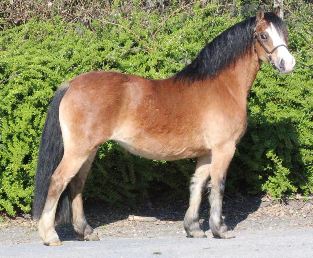 Twee mooie bruine Welsh sectie a merries, Dieren en Toebehoren, Merrie, B pony (1.17m tot 1.27m), Met stamboom, 7 tot 10 jaar