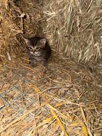 Boeren kittens te koop (over 4 weken) nu alleen reserveren, Meerdere dieren, Kortharig, 0 tot 2 jaar