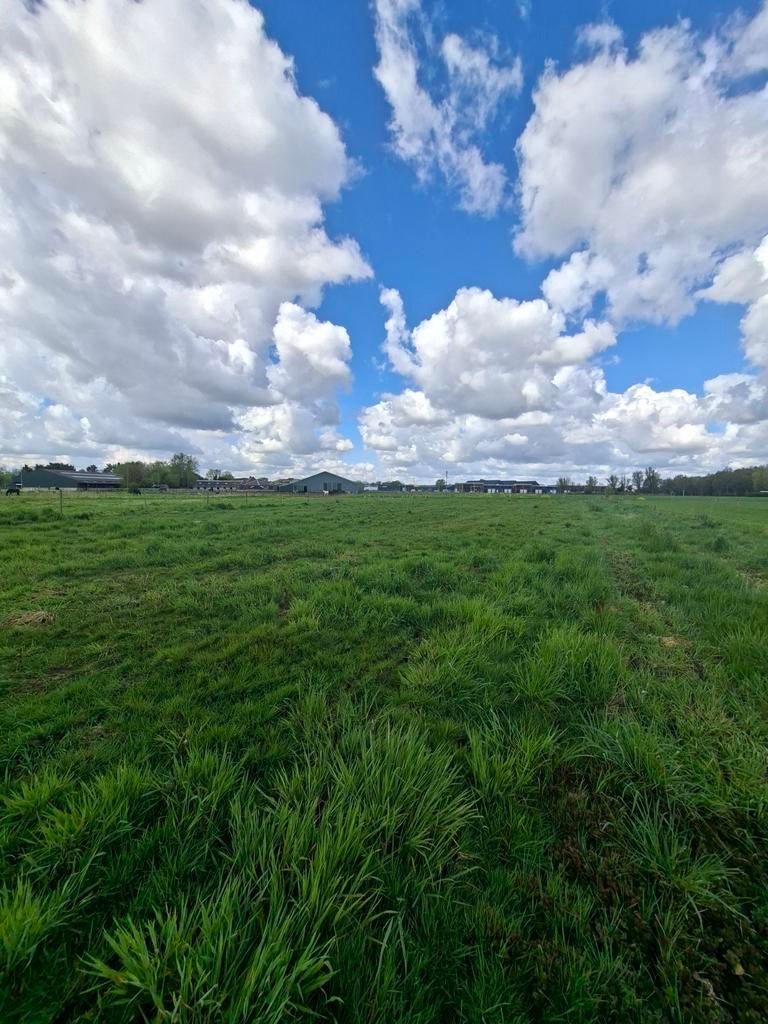 Rust. Ruimte. Tevreden paarden.