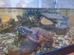 Waterschildpadden, Dieren en Toebehoren, Reptielen en Amfibieën, 0 tot 2 jaar