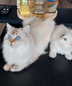 Ragdoll kittens, Dieren en Toebehoren, Katten en Kittens | Raskatten | Langhaar, Meerdere dieren, 0 tot 2 jaar