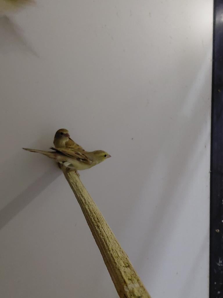 Soedanese Bruinrug Goudmus l Jonge koppels, Meerdere dieren, Wildzangvogel, Geringd