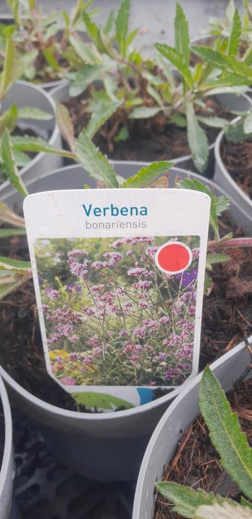 Verbena bonariensis planten in 2 liter potten, Ophalen, Overige soorten, Volle zon