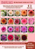 Mooie dahlia knollen - 10+1 gratis, Ophalen of Verzenden, Volle zon, Knol
