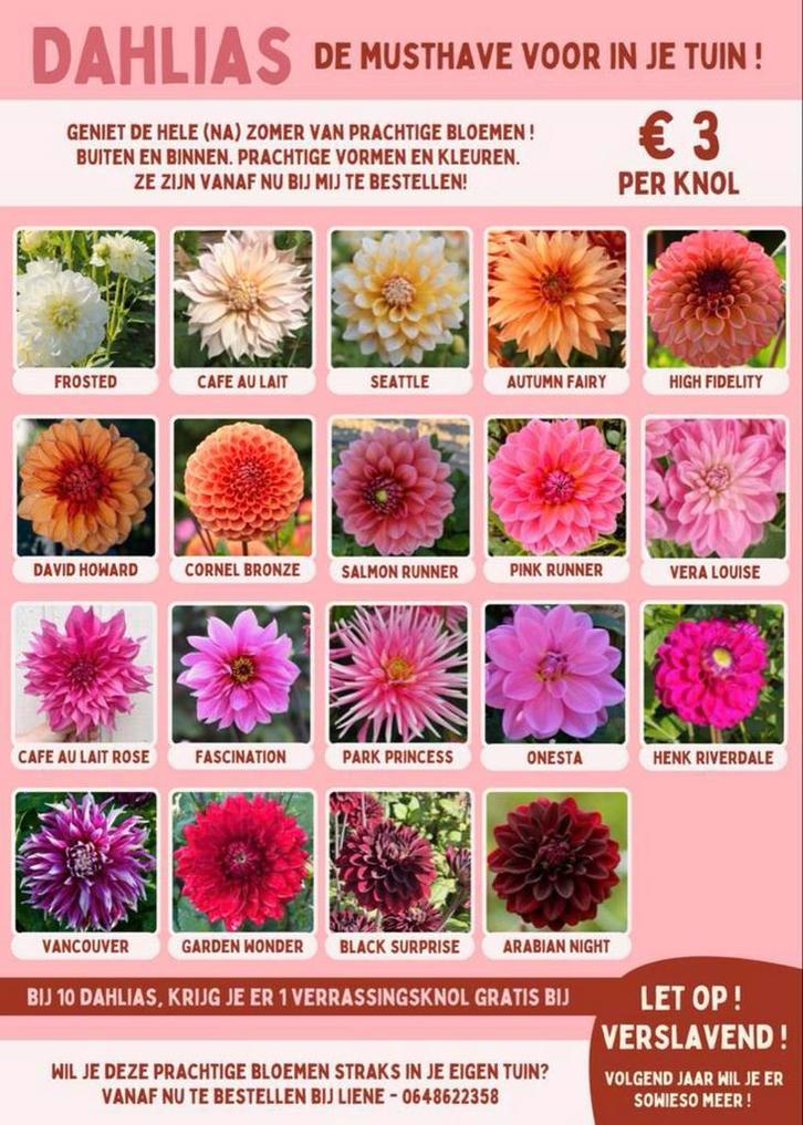 Mooie dahlia knollen - 10+1 gratis, Tuin en Terras, Bloembollen en Zaden, Knol, Volle zon, Ophalen of Verzenden