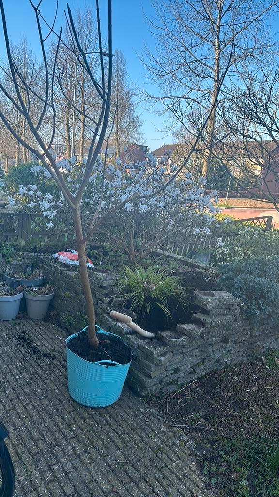 Kansenboom ongeveer 2 meter, Tuin en Terras, Planten | Bomen, Overige soorten, 100 tot 250 cm, Volle zon, Zomer, Ophalen