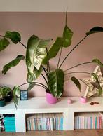 Strelitzia Nicolai - Paradijsvogelplant, Ophalen, In pot, Halfschaduw, 150 tot 200 cm