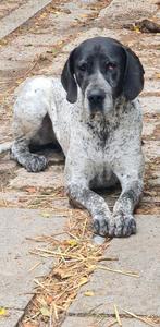 Middelgrote hond zoekt baasje zonder andere dieren, Dieren en Toebehoren, Honden | Niet-rashonden, Teef, Meerdere, 3 tot 5 jaar