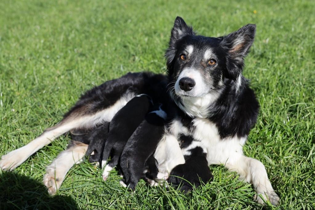 Bordercollie pups, Dieren en Toebehoren, Honden | Herdershonden en Veedrijvers, Meerdere dieren, Fokker | Hobbymatig, Meerdere