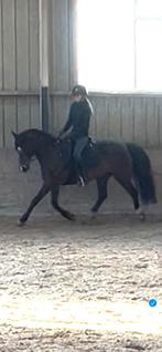 Bijrijder aangeboden/verzorgpony gezocht!, Ophalen of Verzenden, Nieuw