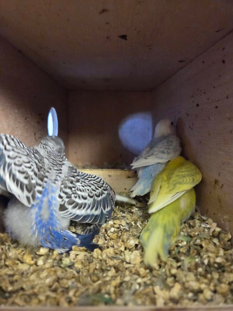 Net uitgevlogen parkietjes, Dieren en Toebehoren, Vogels | Parkieten en Papegaaien, Meerdere dieren, Parkiet