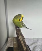 Mexico zoekt een huisje! (Grasparkiet), Mannelijk, Parkiet