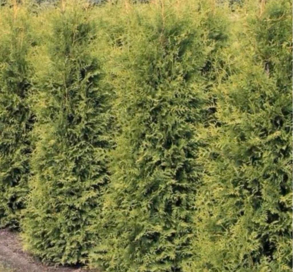 75 coniferen, Bloeit niet, Halfschaduw, 100 tot 250 cm, Overige soorten