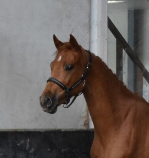 nw adv.Mooie 3 jarige talentvolle merrie Colorit Z x DIARADO, Dieren en Toebehoren, Paarden, Merrie, Springpaard, Met stamboom