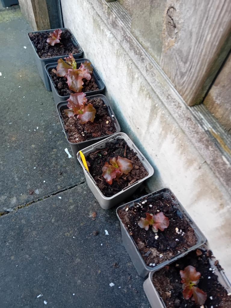 Verse Lollo Rossa Slaplantjes - Klaar om te planten!, Ophalen, Volle zon, Groenteplanten, Eenjarig