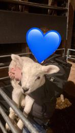 Potlammeren / fles lammeren, Meerdere dieren, Schaap