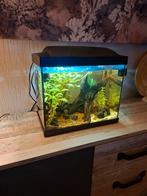 Compleet aquarium met 2 cpo kreeftjes, Dieren en Toebehoren, Ophalen, Zo goed als nieuw, Gevuld zoetwateraquarium
